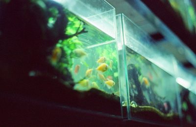 acquari legge cosa non sai