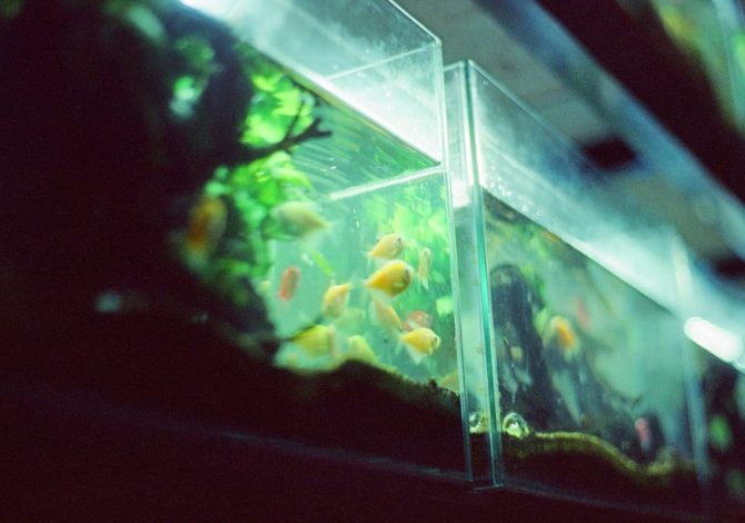 acquari legge cosa non sai