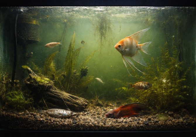 acquario trascurato conseguenze legali