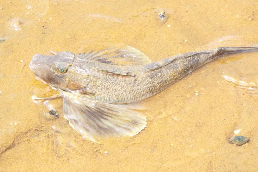 fondo Prionotus carolinus iNaturalist