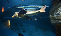 prionotis carolinus pesce triglidae che cammina sul fondo