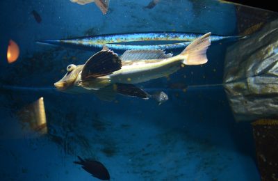 prionotis carolinus pesce triglidae che cammina sul fondo