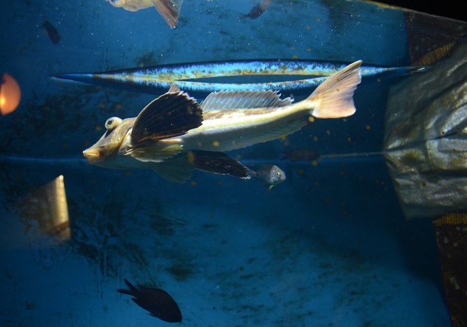 prionotis carolinus pesce triglidae che cammina sul fondo