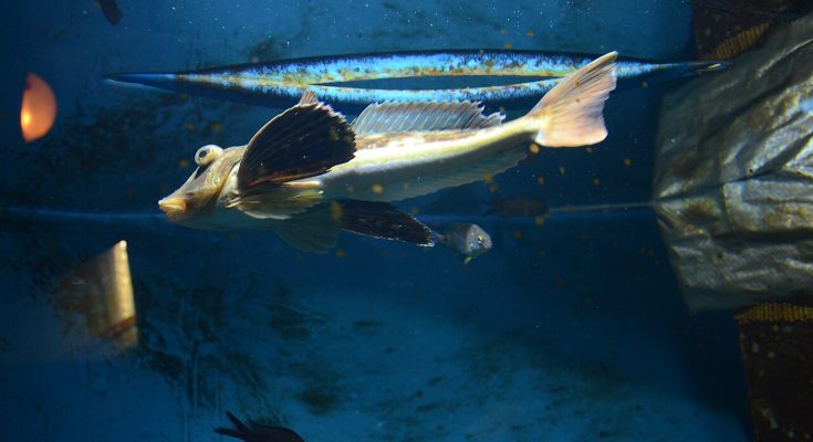 prionotis carolinus pesce triglidae che cammina sul fondo