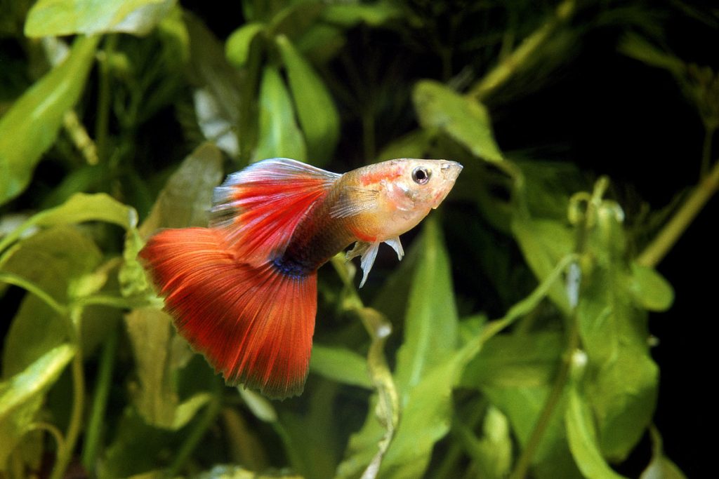 Poecilia reticulata coda rossa