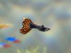 Poecilia reticulata scheda pesce