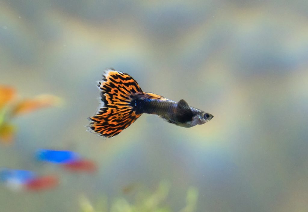 Poecilia reticulata scheda pesce