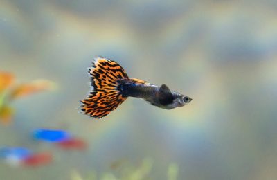 Poecilia reticulata scheda pesce