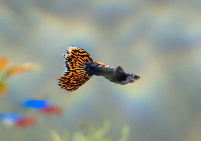 Poecilia reticulata scheda pesce
