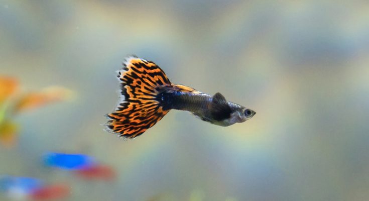Poecilia reticulata scheda pesce