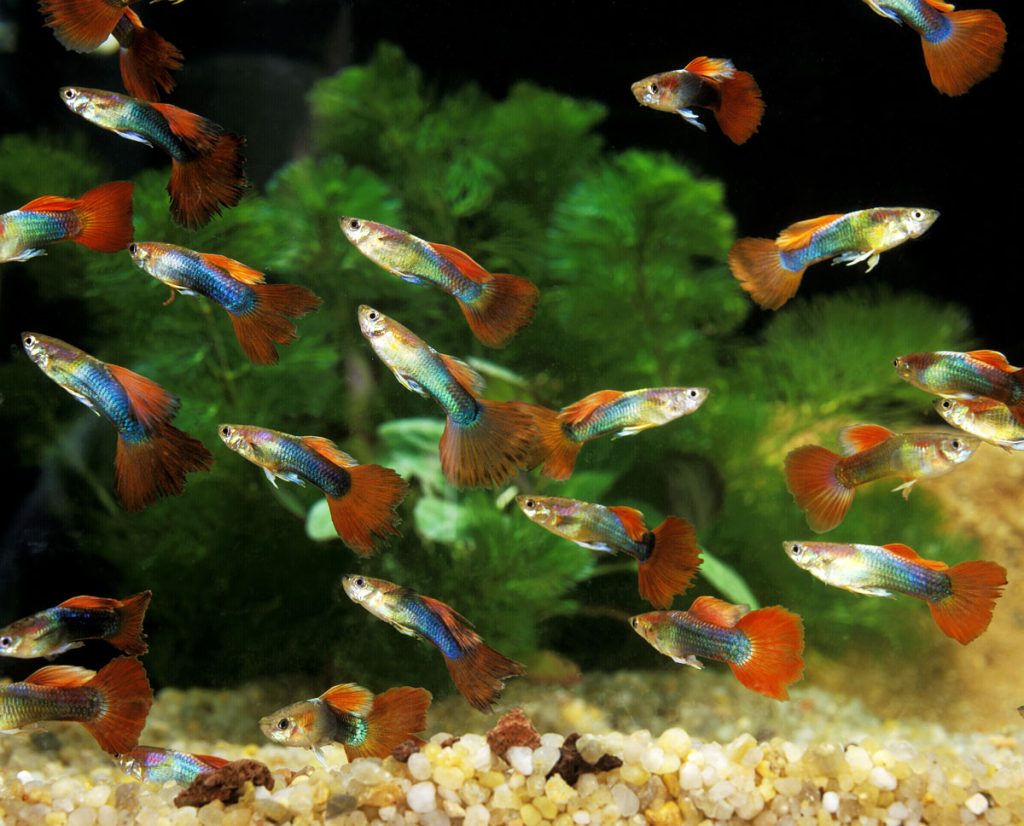 Poecilia reticulata sovraffollamento acquario