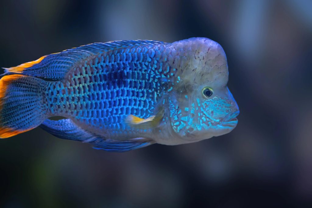 Maschio di Andinoacara rivulatus in acquario con colorazione  blu metallizzata
