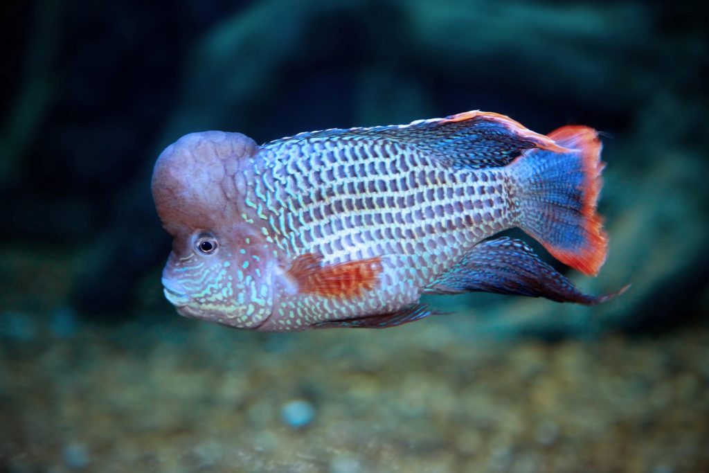 Esemplare adulto di Andinoacara rivulatus con tipica gobba frontale