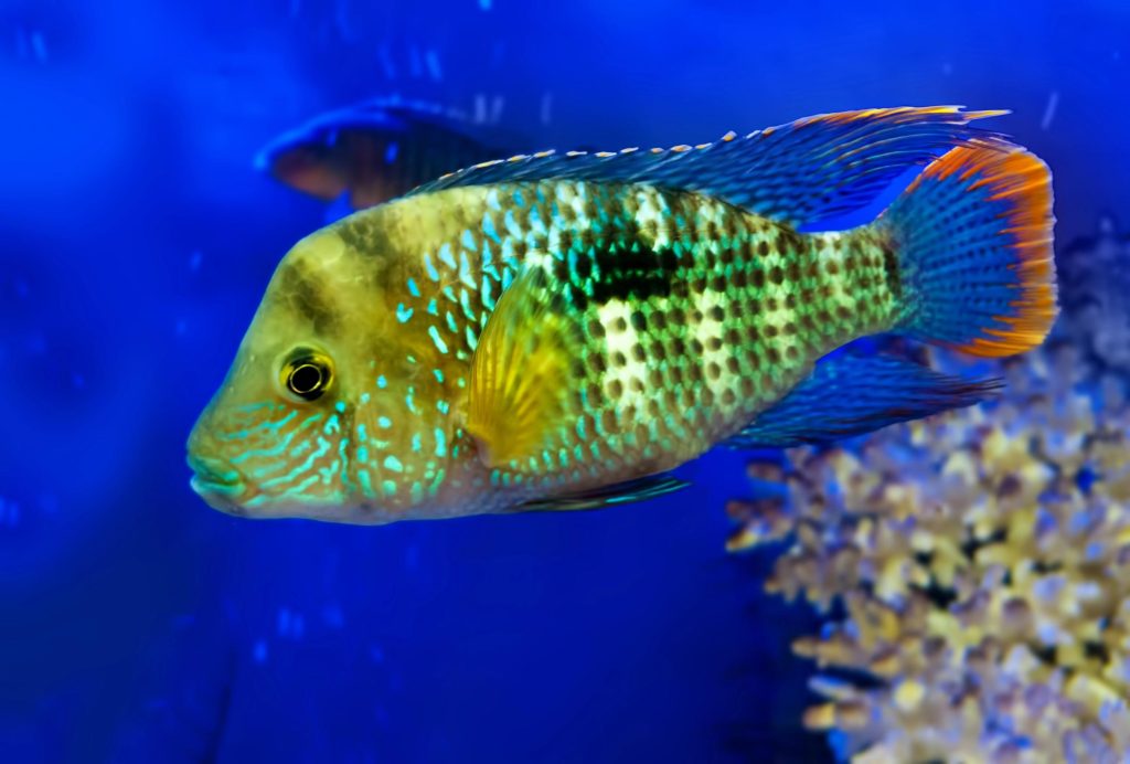 Andinoacara rivulatus detto Green Terror fotografato in acquario