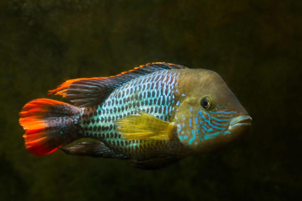 Ciclide sudamericano Andinoacara rivulatus con riflessi blu elettrico
