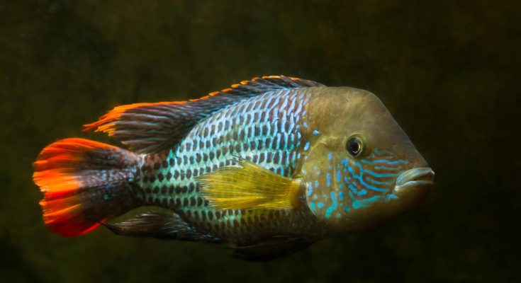 Ciclide sudamericano Andinoacara rivulatus con riflessi blu elettrico