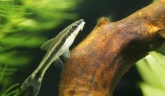 Otocinclus affinis appoggiato a una radice in un acquario piantumato